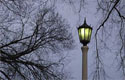 Bascom Hill trees