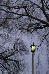 Bascom Hill trees