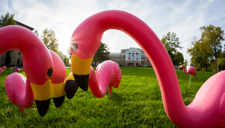 Photo of flamingos on Bascom for Fill the Hill. Photo by Andy Manis.
