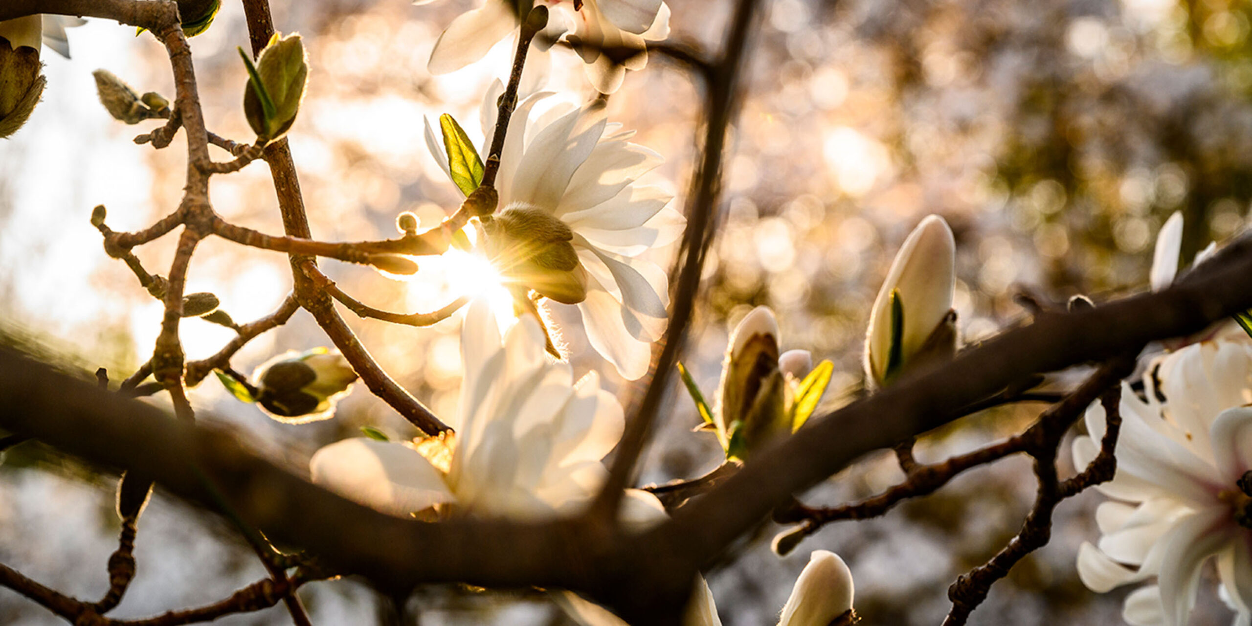 Spring Blossom