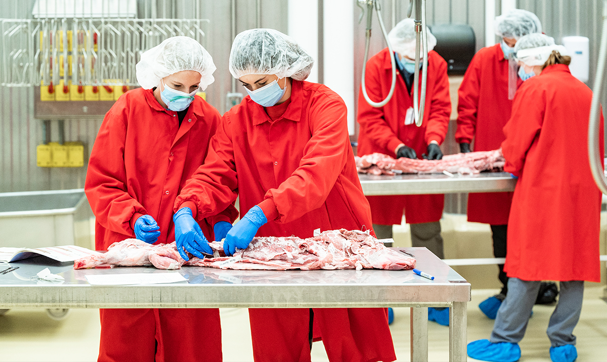 Students participate in an Animal Sciences 305 anatomy lab course