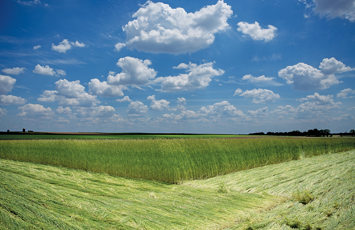 A field of cereal rye is roll-crimped, an organic weed-suppression method.