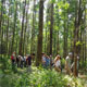 Eucalyptus plantation for woodchip biofuel.
