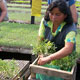 Tomato seedling production, Semillas Tropicales