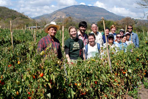 A tomato grower very happy with yields from the disease-resistant tomatoes developed by Emeritus Prof. Douglas Maxwell (center, in khaki shirt).