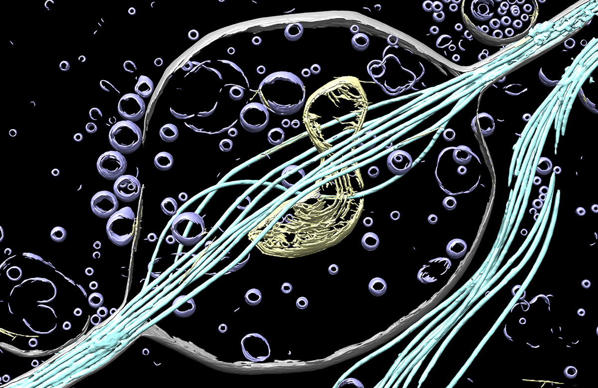 3D view of a neuron made with cryo-electron tomography at UW.