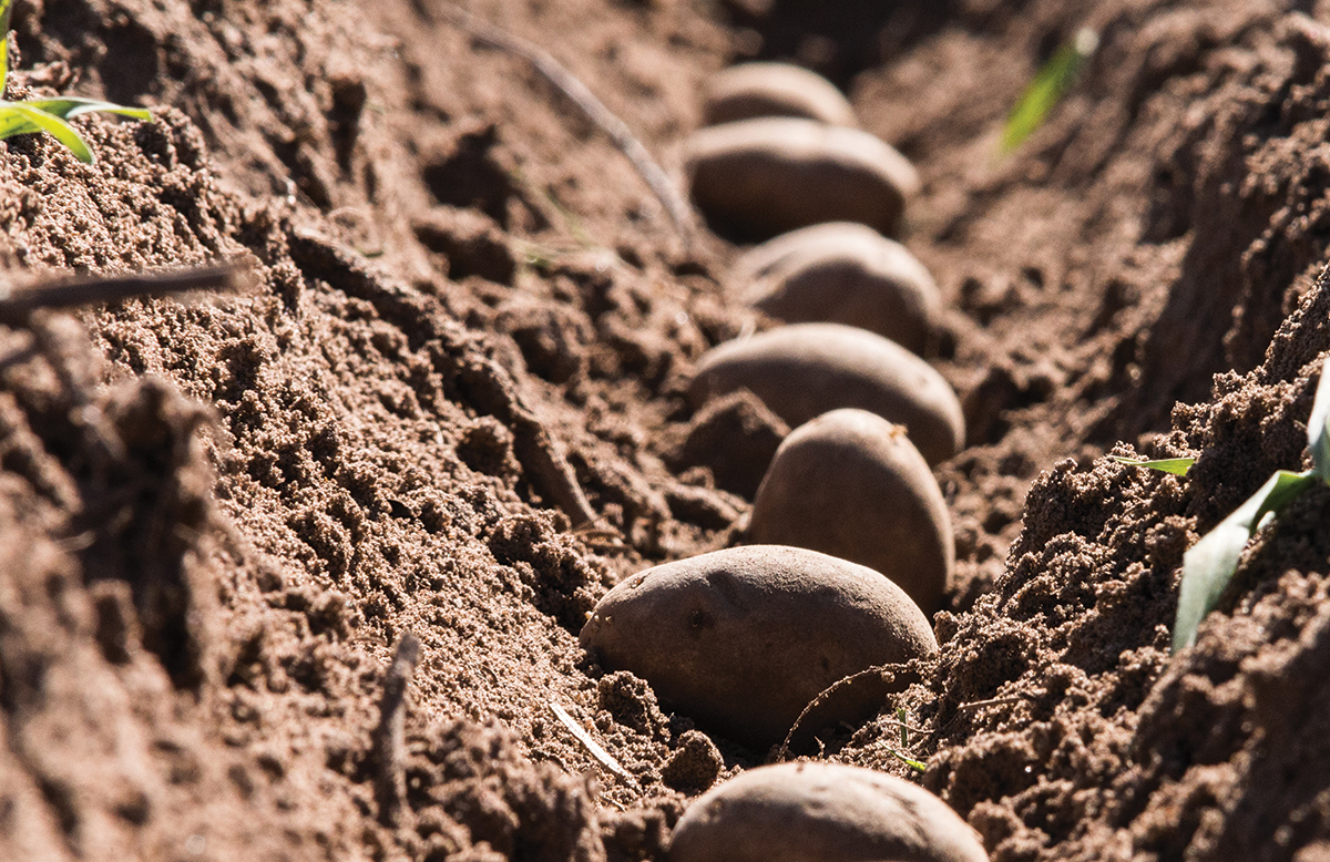 High-yield potatoes in a row in the earth.