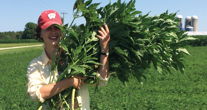Vera Swanson hoists an armful of giant ragweed as part of a College of Agricultural & Life Sciences research project. In 2014, the Foundation helped CALS celebrate 125 years of advancing science and outreach. Photo courtesy of Vera Swanson.