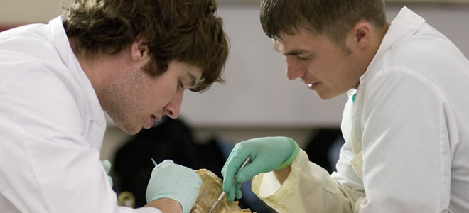 Studying a Human Cadaver