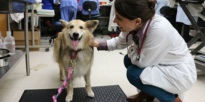 School of Veterinary Medicine