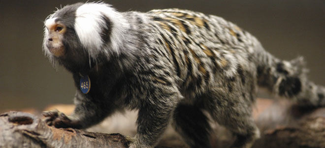 Marmoset Monkeys