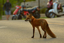 Urban fox on campus