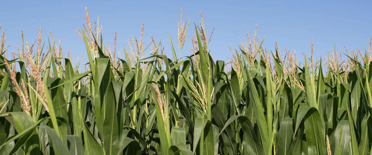 Crops of corn
