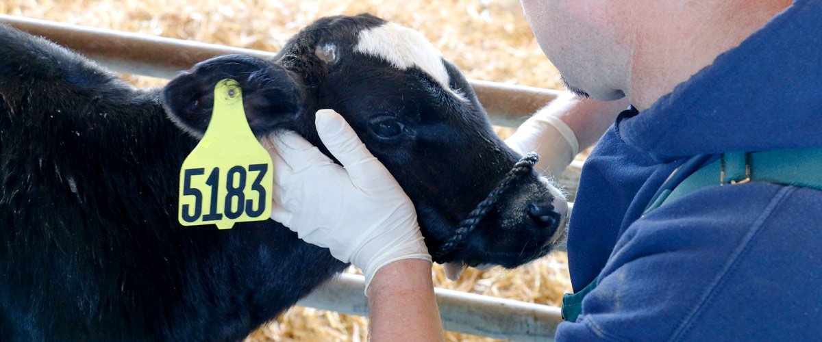 A calf being checked on