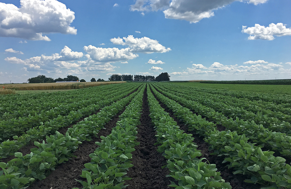 Soy bean rows