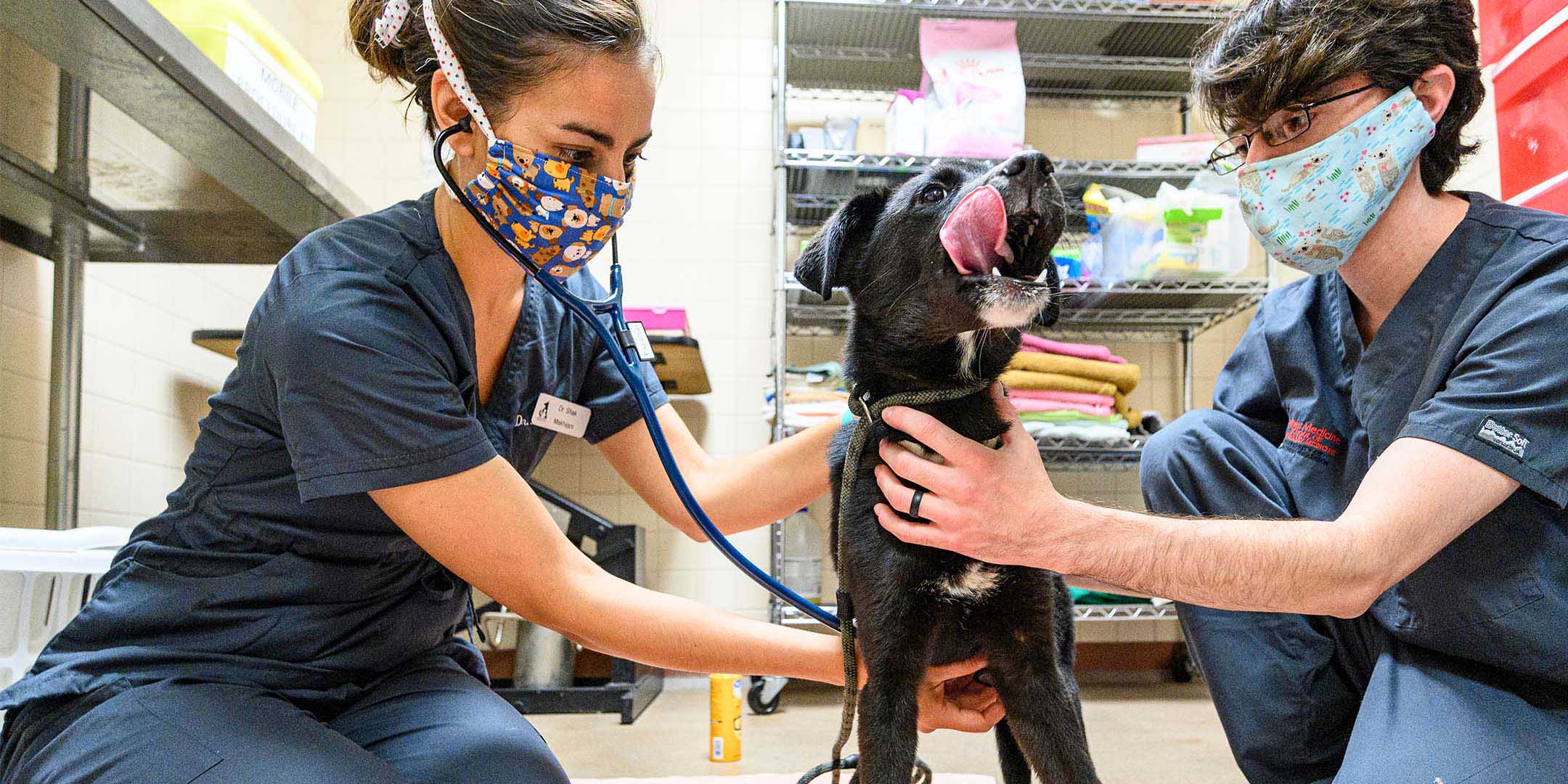 The UW Shelter Medicine Program Improving the Lives of Shelter Animals