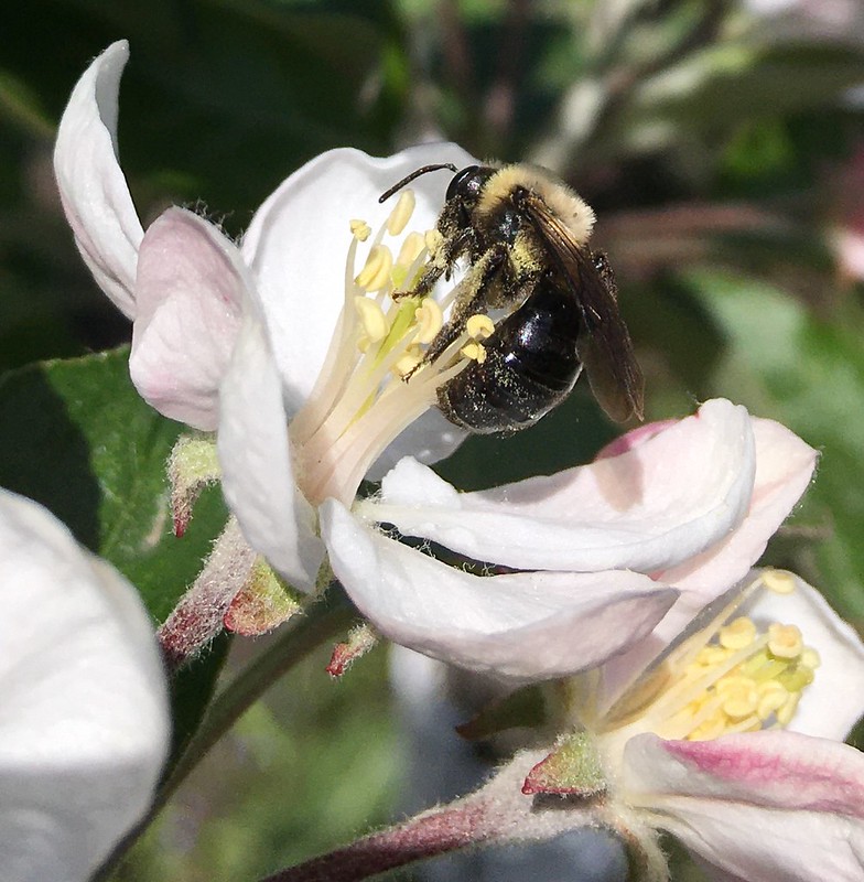 A wild bee on an apple blossom.