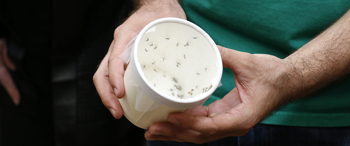 Mosquitoes in a cup